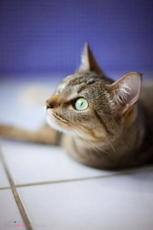 Gato ra a srd idade 3 anos nome Cracker