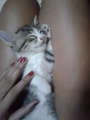 Gato raça  idade Abaixo de 2 meses nome Chandelly e Ludmilla