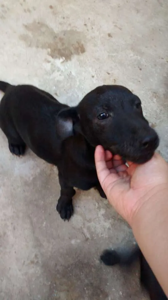 Cachorro raça Vira lata idade 2 a 6 meses nome Rabito