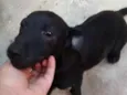 Rabito