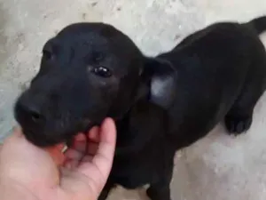 Cachorro raça Vira lata idade 2 a 6 meses nome Rabito