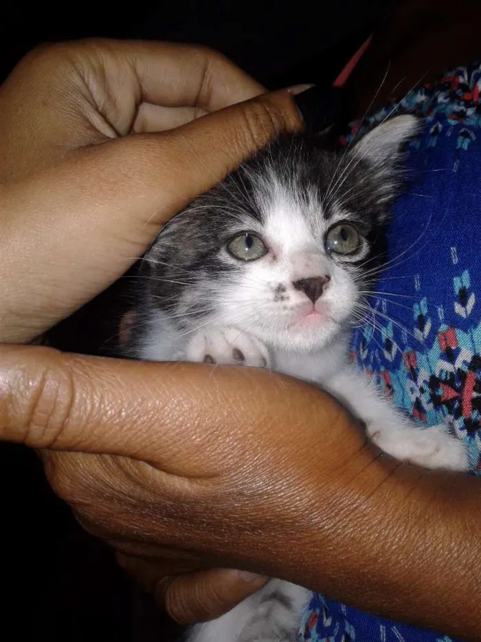 Gato ra a  idade Abaixo de 2 meses nome Ludmilla