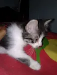 Ludmilla