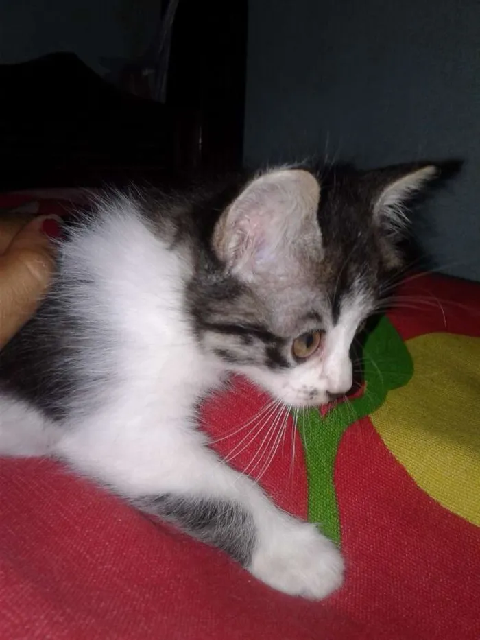 Gato ra a  idade Abaixo de 2 meses nome Ludmilla