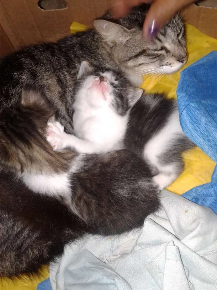 Gato ra a  idade Abaixo de 2 meses nome Ludmilla