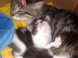 Gato raça  idade Abaixo de 2 meses nome Ludmilla