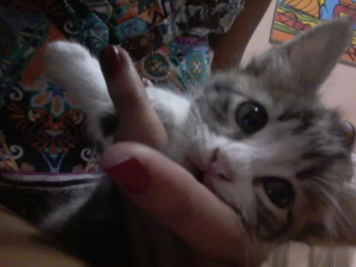 Gato ra a  idade Abaixo de 2 meses nome Chandelly 