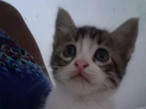 Gato raça  idade Abaixo de 2 meses nome Chandelly 