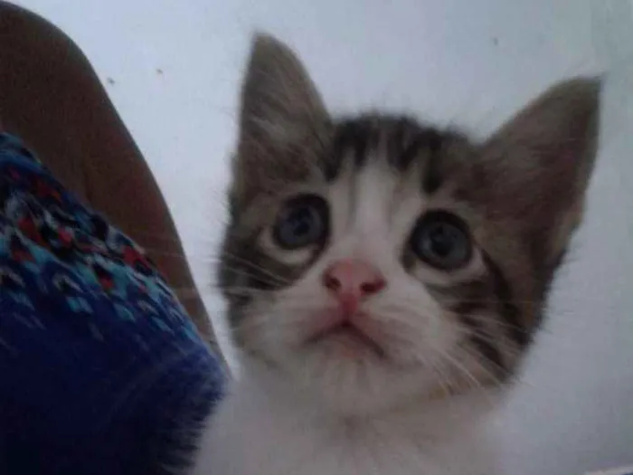 Gato ra a  idade Abaixo de 2 meses nome Chandelly 