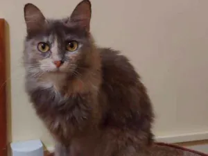 Gato raça  idade 1 ano nome Sem nome