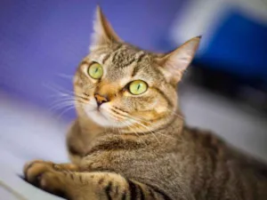 Gato raça srd idade 3 anos nome Cracker