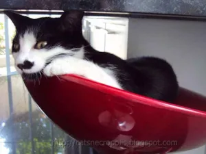 Gato raça srd idade 2 a 6 meses nome Chia
