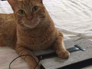 Gato raça srd idade 3 anos nome Suflair