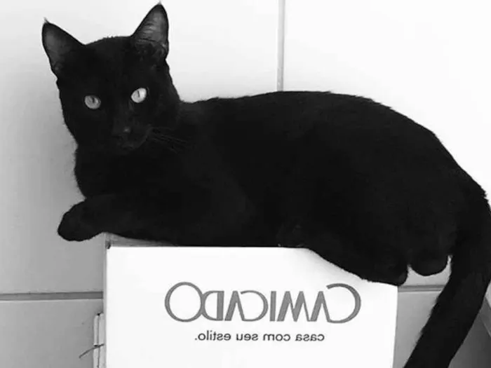 Gato ra a Sem raça  idade 1 ano nome Teo 