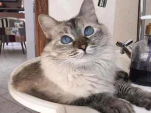 Gato raça srd idade 3 anos nome Amandita