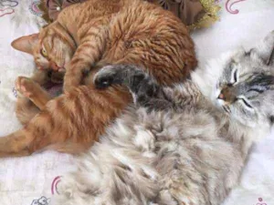 Gato raça srd idade 3 anos nome Suflair