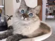 Amandita