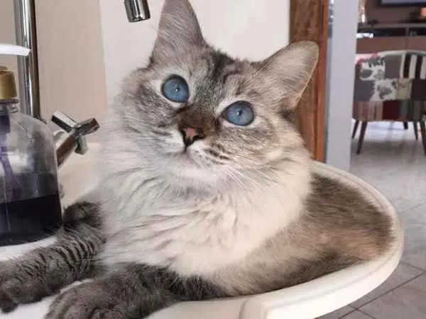 Gato ra a srd idade 3 anos nome Amandita