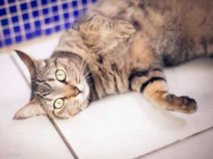 Gato raça srd idade 2 anos nome Cracker