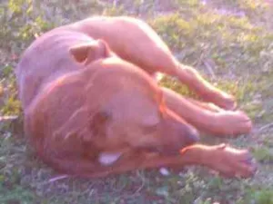 Cachorro raça Não tem idade 3 anos nome Não sei