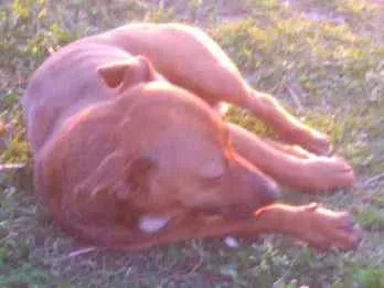 Cachorro ra a Não tem idade 3 anos nome Não sei