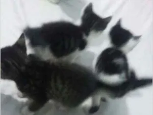 Gato raça vira lata idade Abaixo de 2 meses nome amora