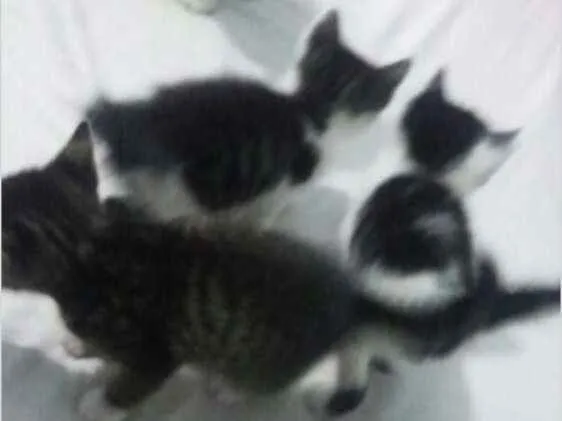 Gato ra a vira lata idade Abaixo de 2 meses nome amora