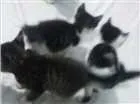 Gato raça vira lata idade Abaixo de 2 meses nome amora