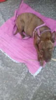 MEL
