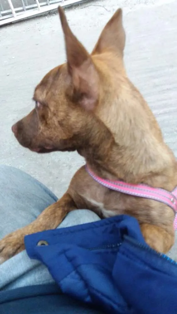 Cachorro ra a Pit-Bull idade 2 a 6 meses nome MEL