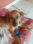 Nininha