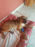 Nininha