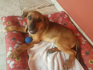 Cachorro raça SRD idade 2 a 6 meses nome Nininha