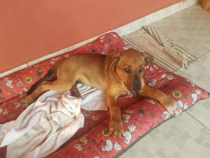 Cachorro ra a SRD idade 2 a 6 meses nome Nininha