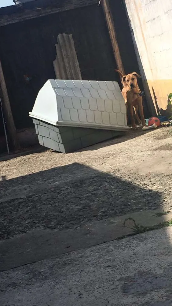 Cachorro ra a Boxer misturado idade 7 a 11 meses nome Thor