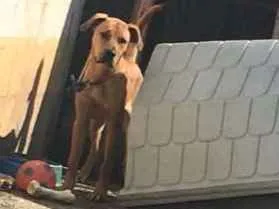 Cachorro ra a Boxer misturado idade 7 a 11 meses nome Thor