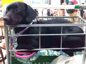 Cachorro raça Bace  idade 5 anos nome Pretinha