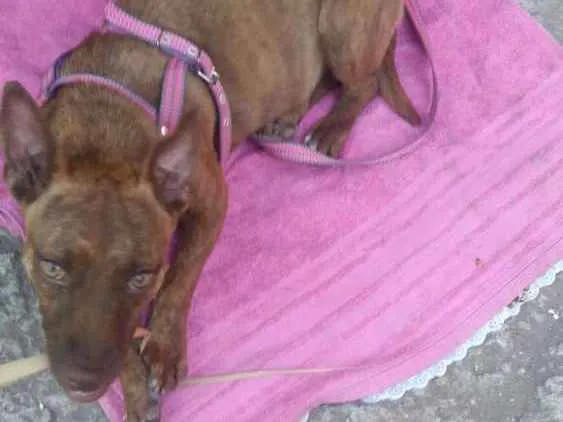 Cachorro ra a Pit-Bull idade 2 a 6 meses nome MEL