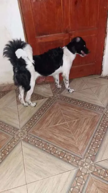 Cachorro ra a SEM DEFINIÇÃO idade 7 a 11 meses nome MEGGI E OLIVIA