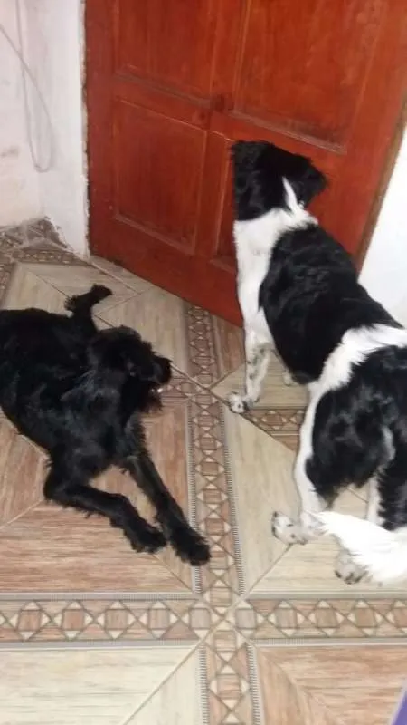Cachorro ra a SEM DEFINIÇÃO idade 7 a 11 meses nome MEGGI E OLIVIA