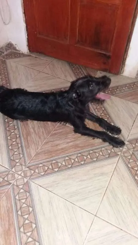 Cachorro ra a SEM DEFINIÇÃO idade 7 a 11 meses nome MEGGI E OLIVIA