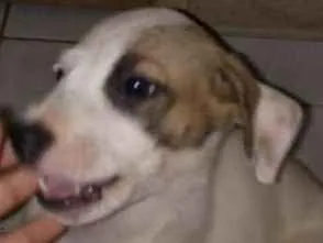 Cachorro raça Vita lata idade Abaixo de 2 meses nome Eleven