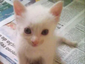 Gato raça SRD idade Abaixo de 2 meses nome Branquinho