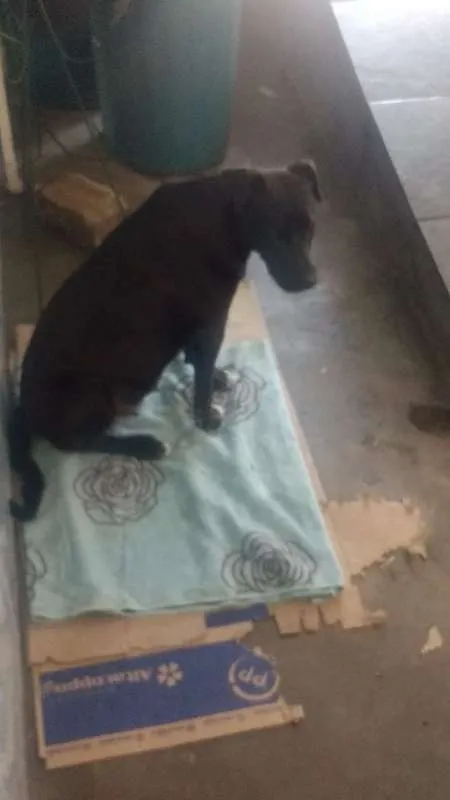 Cachorro raça  idade 7 a 11 meses nome Bela