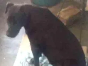 Cachorro raça  idade 7 a 11 meses nome Bela