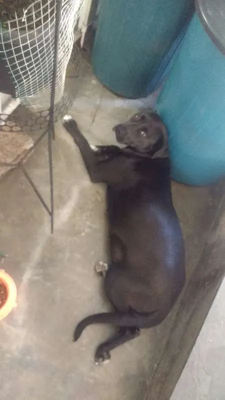 Cachorro raça  idade 7 a 11 meses nome Bela