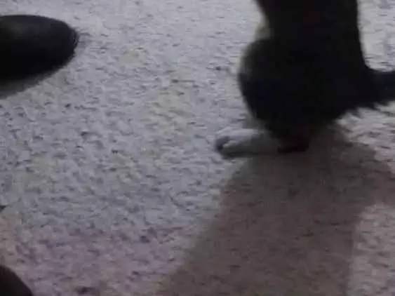 Gato raça Gato idade 7 a 11 meses nome Gato