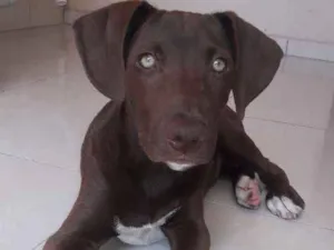 Cachorro raça Labrador com Pitbull  idade 2 a 6 meses nome Beethoven 
