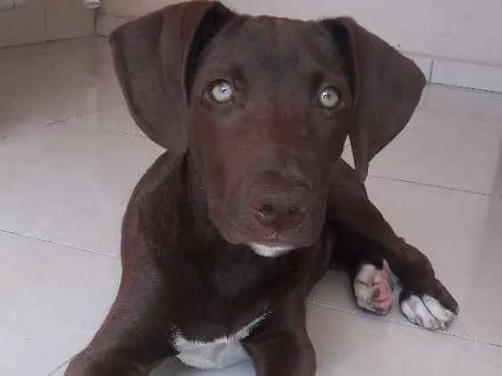 Cachorro ra a Labrador com Pitbull  idade 2 a 6 meses nome Beethoven 