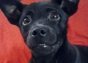 Cachorro raça Vira-lata idade 2 a 6 meses nome Ravena